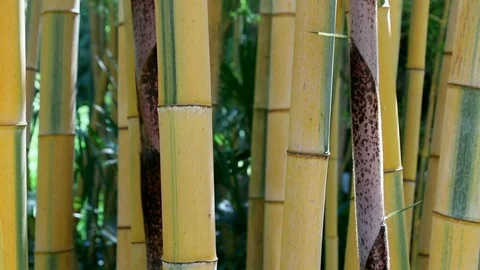 Vertical stems, dense, in a grove of bamboos. Stock Footage 120282995