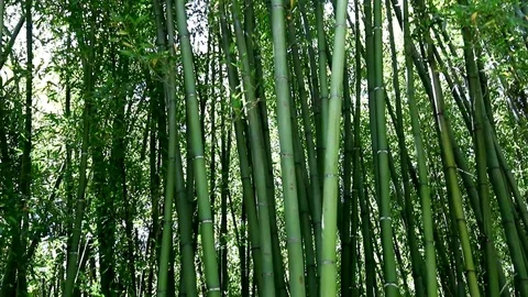 Vertical stems, dense, in a grove of bamboos. Stock Footage 120284395