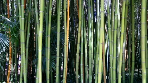 Vertical stems, dense, in a grove of bamboos. Stock Footage 120287284