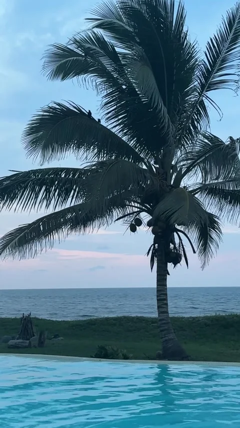 Vertical Still of Palm Tree and Ocean Horizon in Nautla, Veracruz Stock Footage 314976866