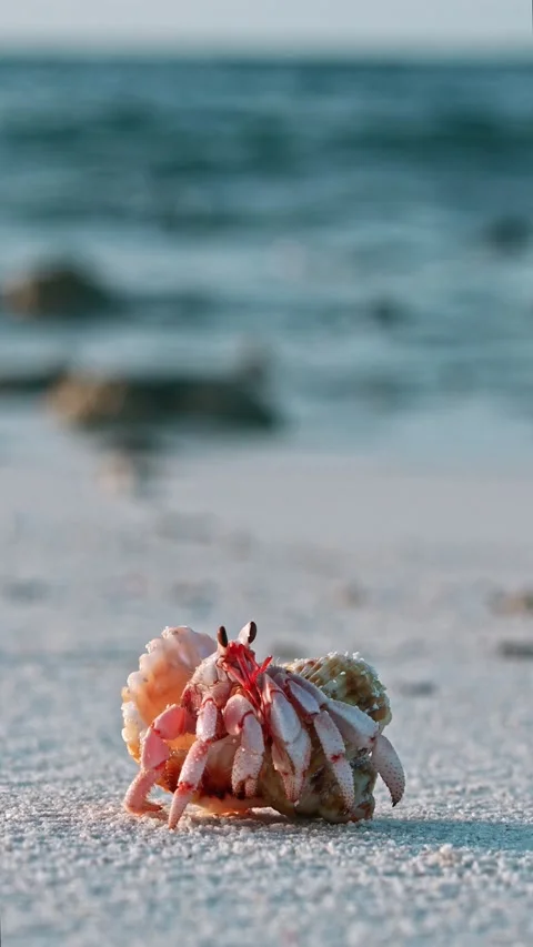 Vertical stock 4k video of a hermit crab coming out of its shell Stock Footage 248666048