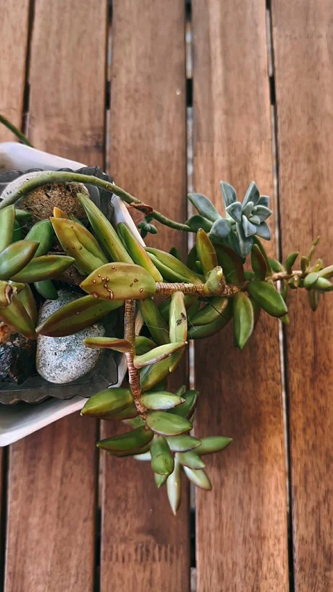 Vertical, Stock Video, Looking Down, Succulent Plant, Pot, Rustic Wooden Video stock 263158375