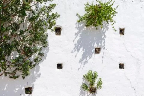 Vertical stone wall with holes in which trees and plants grow, Stock Photos