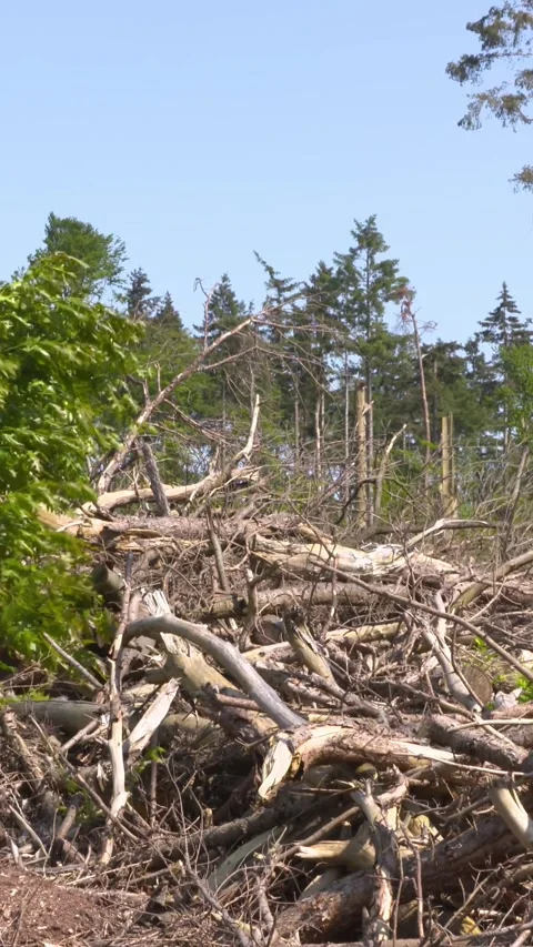 Vertical -  storm damage in forest - chaos fallen trees Stock Footage 306041884