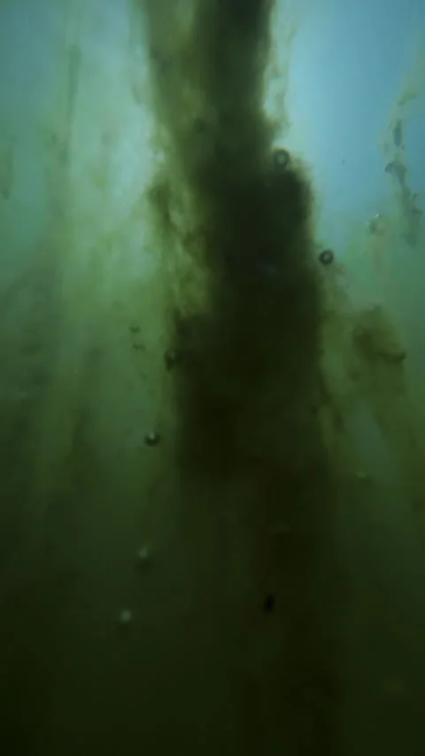 Vertical strands of green algae covered with pond scum and gas bubbles Stock Footage 338134862