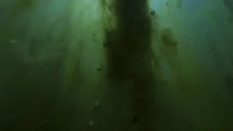 Vertical strands of green algae covered with pond scum and gas bubbles Vídeos de archivo 341290102