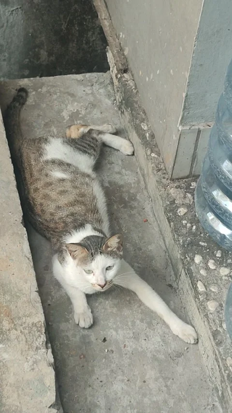 Vertical Stray Tabby and White Cat Lying Relaxed on Concrete Pavement Stock Footage 340417057