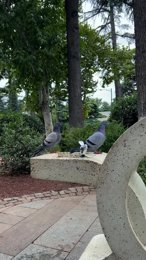 Vertical street video 4K. Gray dove sits on stone drinking fountain in city park Stock Footage 285256799