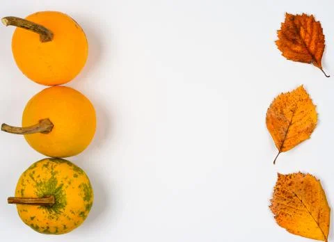 Vertical string of yellow  pumpkins  and  orange   leaves  on white backdrop Stock Photos