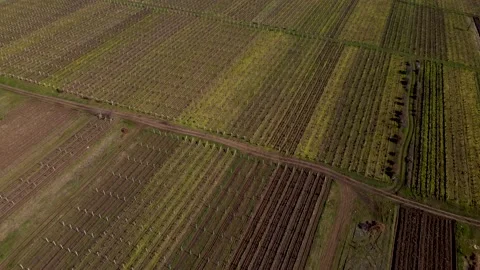 Vertical stripes of agricultural parcels of different crops. Aerial view shoot 스톡 동영상 151847526