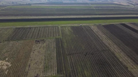 Vertical stripes of agricultural parcels of different crops. Aerial view shoot Stock Footage 151847689