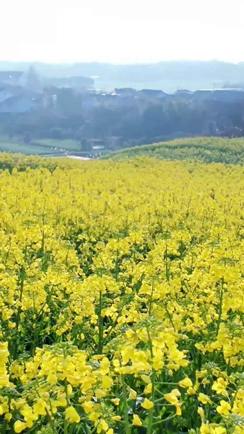 Vertical Strong Perspective through Yellow Rapeseed Fields Vídeos de archivo 331546629
