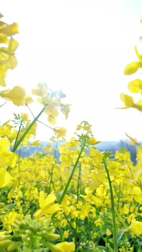 Vertical Strong Sunlight Creating Shadow on Yellow Rapeseed Cluster Stock Footage 331484863