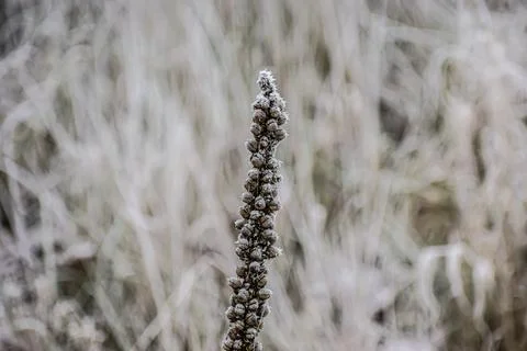 Vertical structure with small intricate forms on a soft blurred background Stock Photos