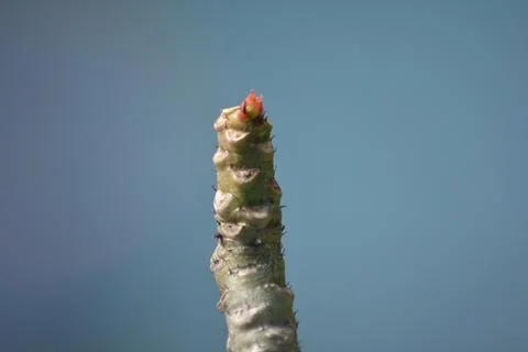 Vertical Succulent Stem with Red Growing Tip  Macro Study 库存照片