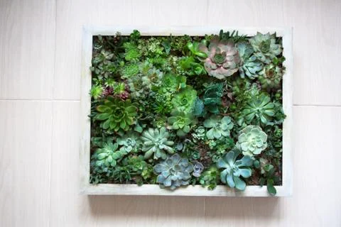 Vertical succulent wall planter Stock Photos