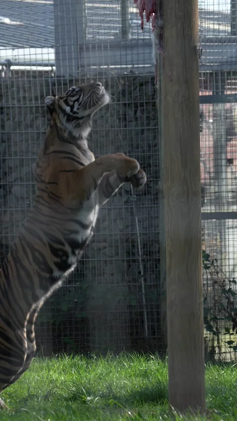 Vertical - Sumatran tiger leaping high on pole for raw meat in zoo enrichment Stock-Footage 346936685
