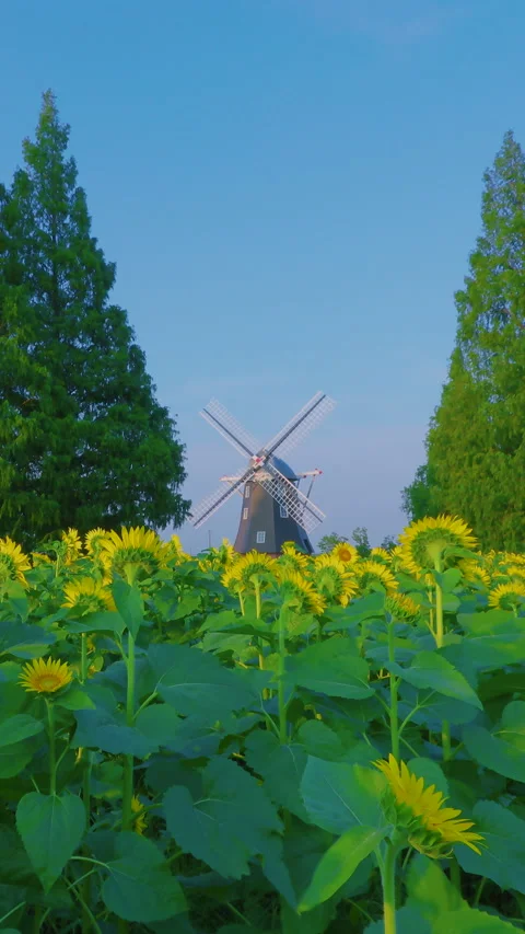 Vertical summer sunflower field with windmill at Akebono Yama Park in Kashiwa Ch Stock Footage 342227364