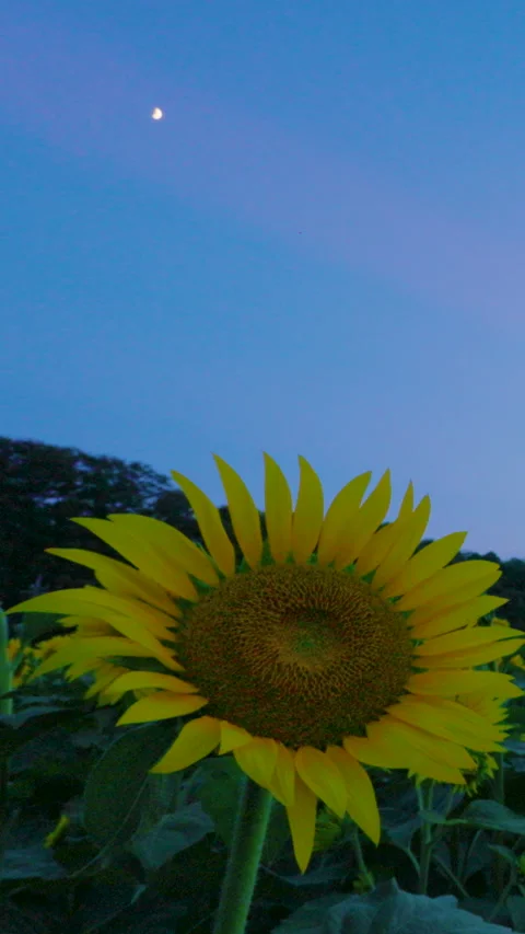 Vertical Sunflower Field with Half Moon in Akebonosan Park Chiba Japan Stock Footage 342229230