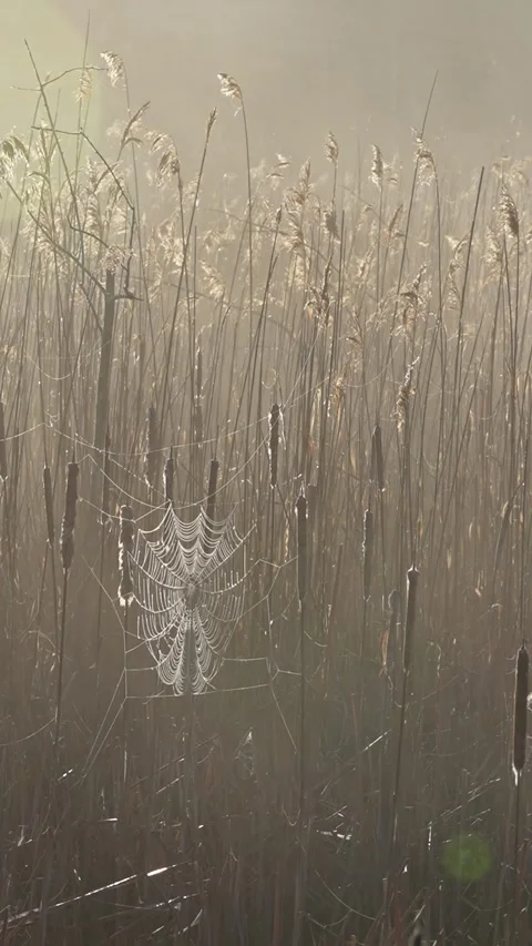 Vertical Sunlit Spider Web in Misty Marsh with Cattails Stock Footage 338031919