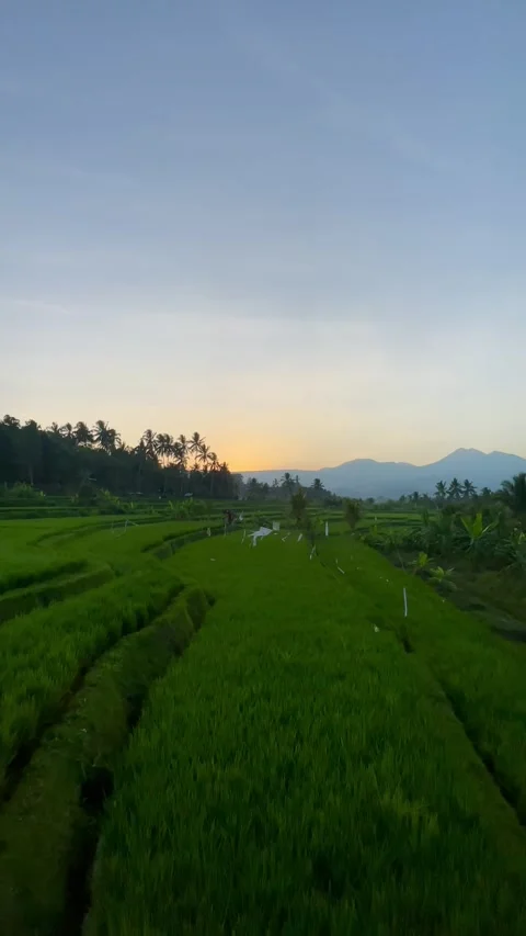 Vertical Sunrise Over Green Rice Fields and Mountains in Bali Stock-Footage 343201300