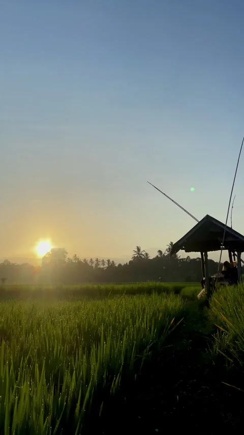 Vertical Sunrise Over Green Rice Field with Bamboo Hut in Bali 库存影片 343201485