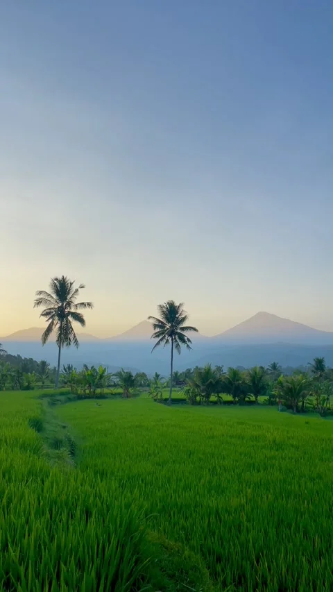 Vertical Sunrise View of Green Rice Fields and Mountains in Bali 動画素材 343201369