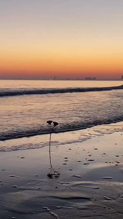 Vertical Sunset Beach with Waves and Lonely Dried Plant Stock Footage 327043482