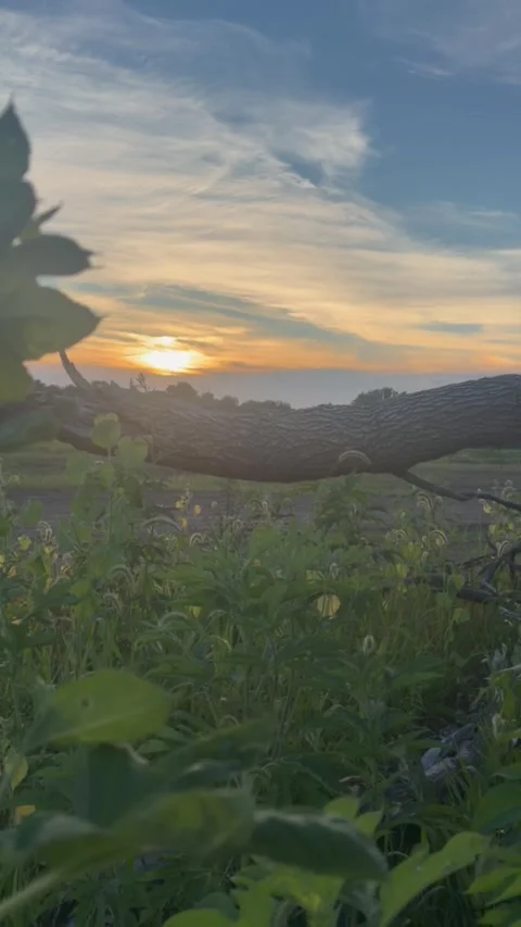 Vertical Sunset Over Field With Plants Stock-Footage 338372016