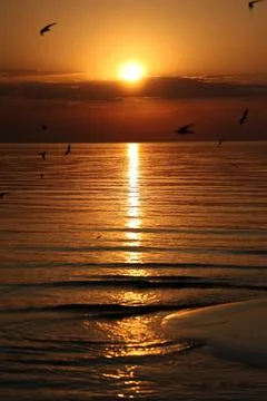 Vertical sunset view over the coast featuring silhouettes of flying birds Stock Photos