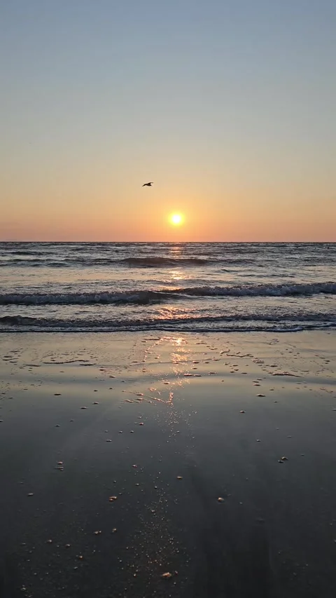 Vertical Sunset Waves with Single Seagull Flying Across Golden Ocean, 4K Vídeos de archivo 329427203