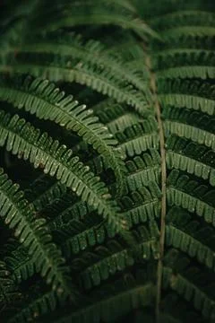 Vertical super close up of the texture of some fern leaves on dark and gree.. Stock-Fotos