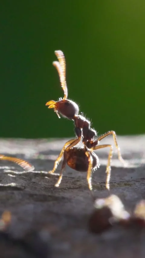 Vertical Super macro shot of ants running along tree trunk. Incredible macro Stock-Footage 270819113