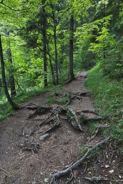 Vertical of surface roots on a hiking trail in dense forest Stock Photos