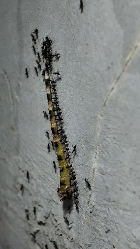 Vertical Swarm of Ants Transporting Large Prey Stock Footage 335190194