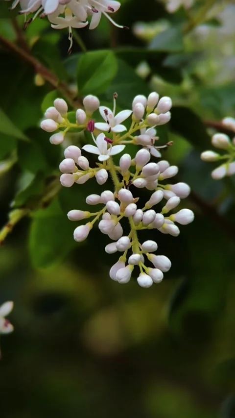Vertical Swaying Spring Buds Macro Native China Lens 動画素材 333571796