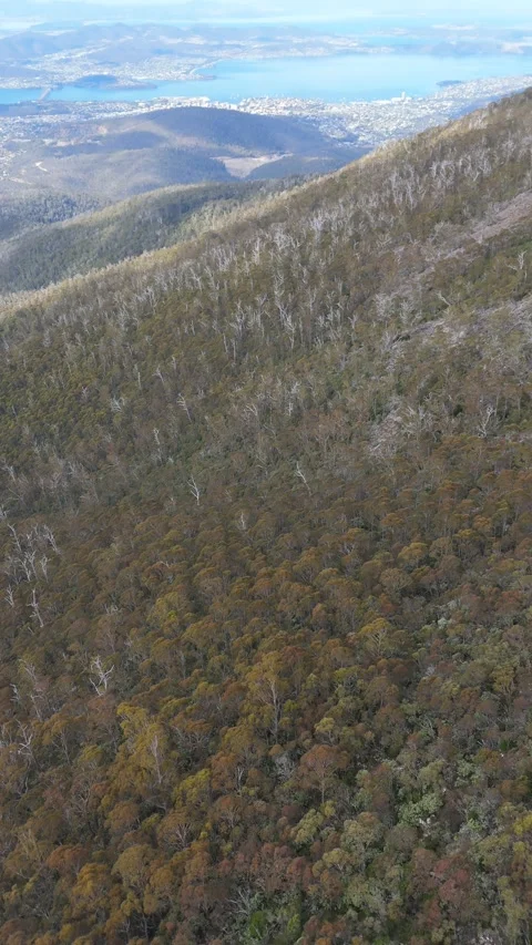 Vertical sweep over a forest of snow gums revealing Hobart in the distance. Vídeo Stock 332542445