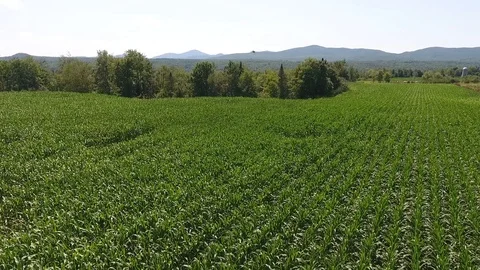 Vertical take off from a green corn field. Mountains view. Video stock 113880680