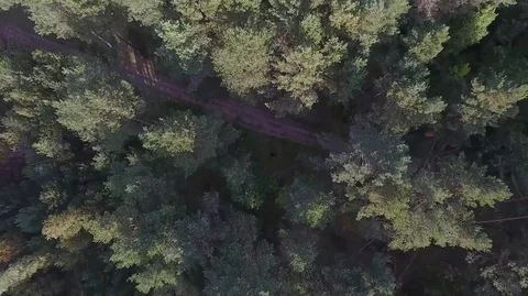 Vertical take off over the forest on a sunny day Stock Footage 71799051