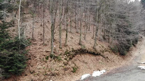 Vertical takeoff in leafless forest in early spring Stock Footage 127282640