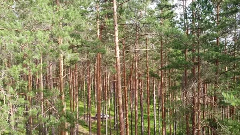The vertical takeoff over pine wood Stock Footage 238010762