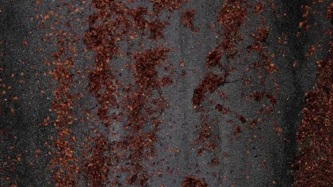 Vertical takeoff towards the sky looking down at the red forest in autumn Stock Footage 118744094