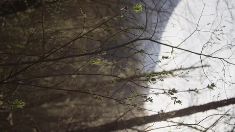 Vertical - Tall and thin branches with semi dried leaves in the forest Stock Footage 81487764