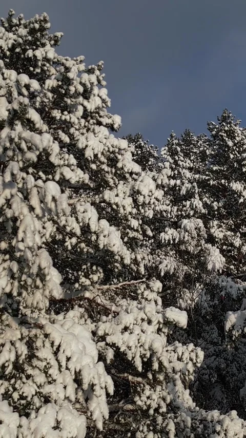 Vertical. Tall coniferous trees covered with thick heavy layer of white snow Video stock 327616905