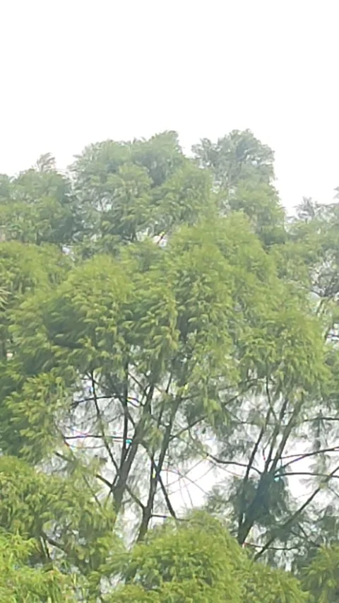Vertical Tall Tree Swaying in Gentle Wind Stock Footage 340067693