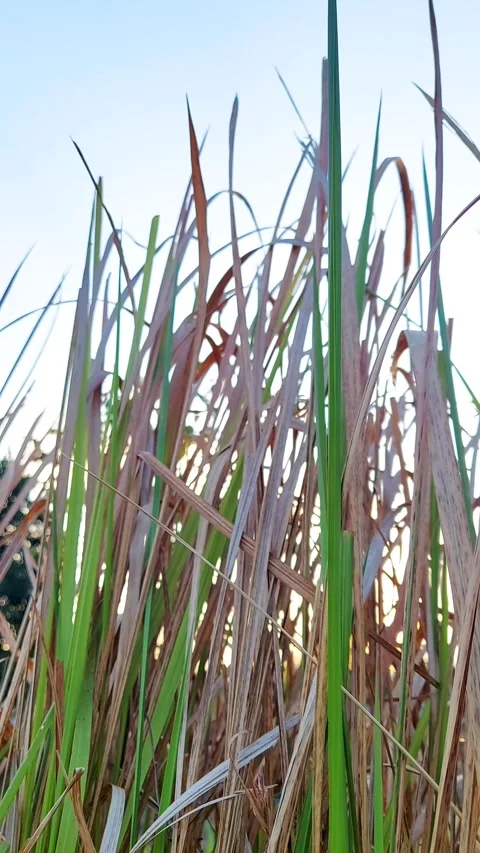 Vertical of tall wild grass blowing in the wind against a bright sky. Video stock 319463036