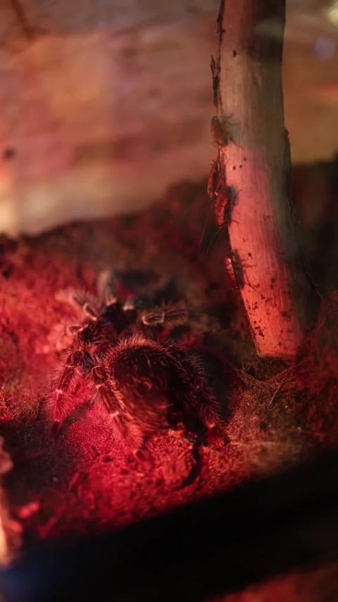 Vertical tarantula in terrarium Stock Footage 331200695