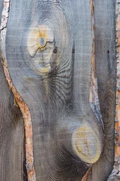 A vertical texture of old gray boards with knots and resin and brown bark Stock Photos