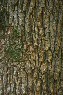 Vertical Texture of Old Oak Tree Bark Stock Photos