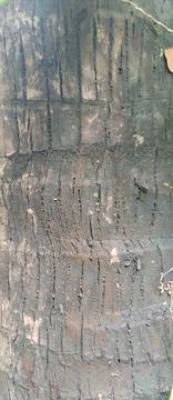 Vertical texture of a weathered coconut tree trunk surface Stock Photos